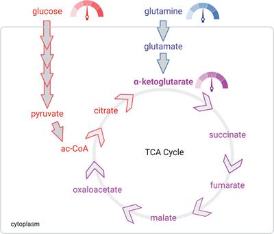 A happy cell stays home: When metabolic stress creates epigenetic advantages in the tumor microenvironment